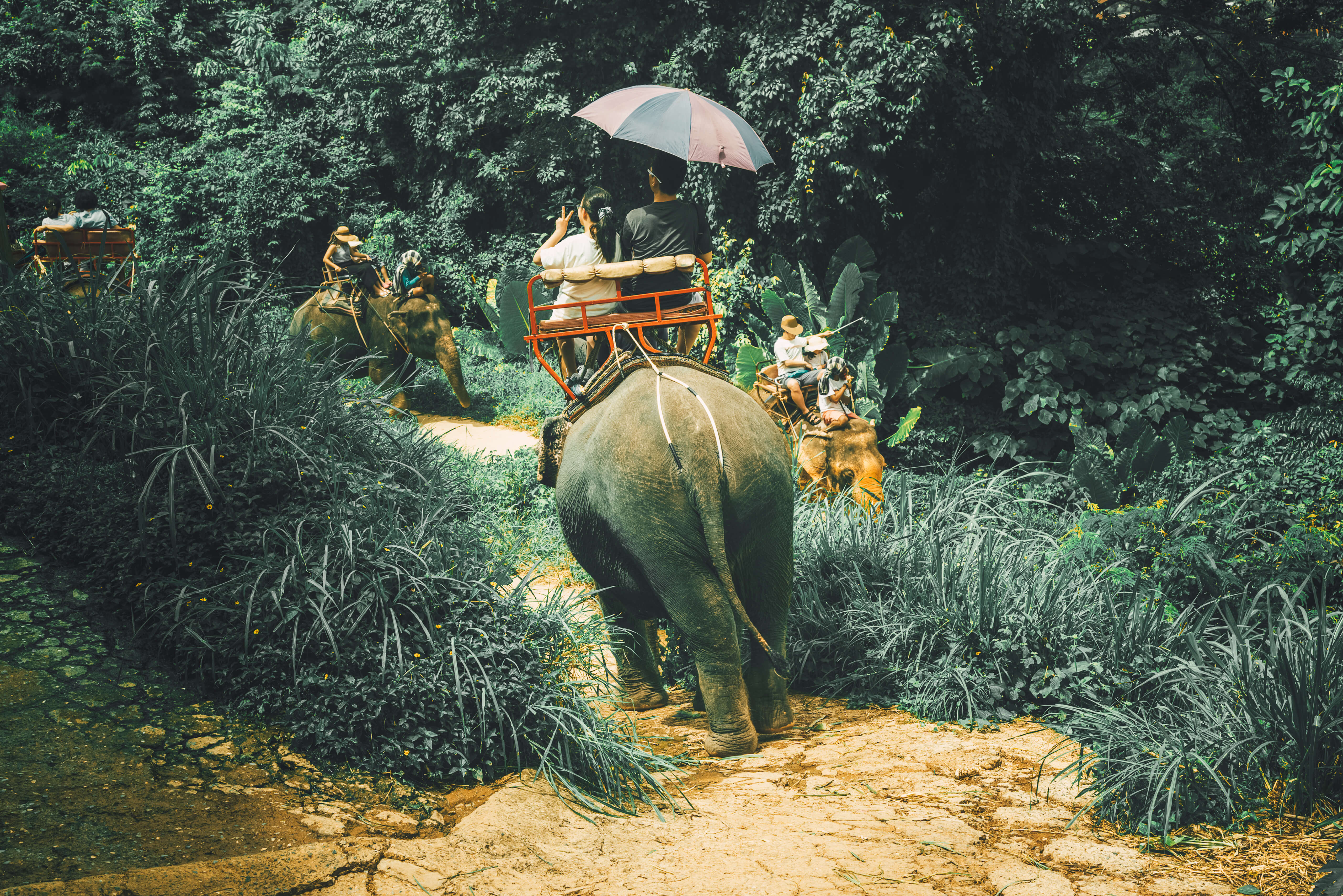 elephant ride