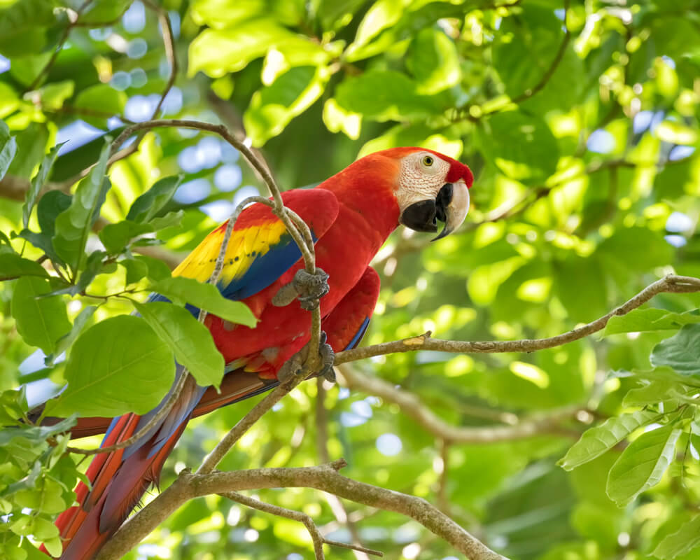 scarlet_macaw_costa_rica7